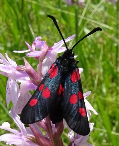 Zygaena sp.